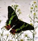 ChaosButterfly