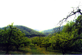 DeerRock Orchard