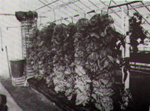 Lettuce Trees in Sunpit